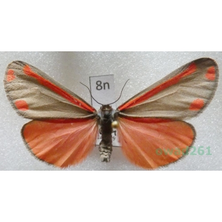 Tyria jacobaeae (Linnaeus, 1758) Czech8n